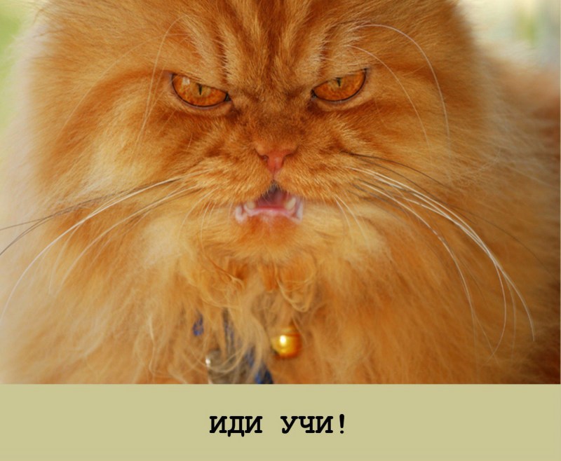 Злой кот