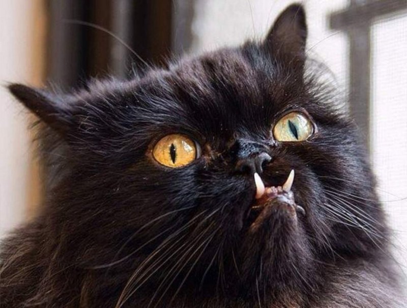 Коты с клыками
