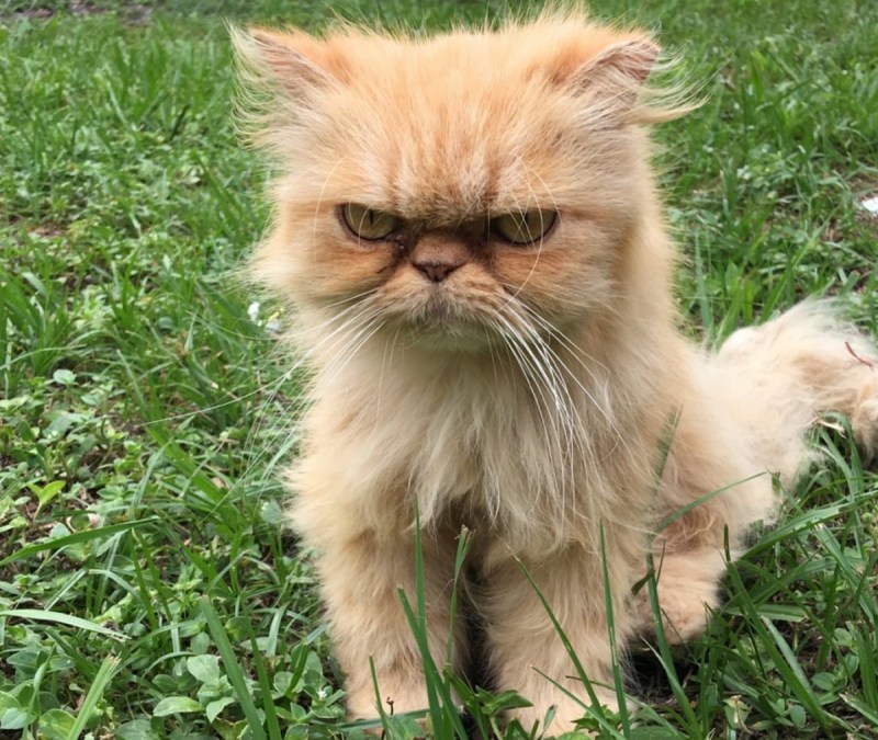 Недовольный кот