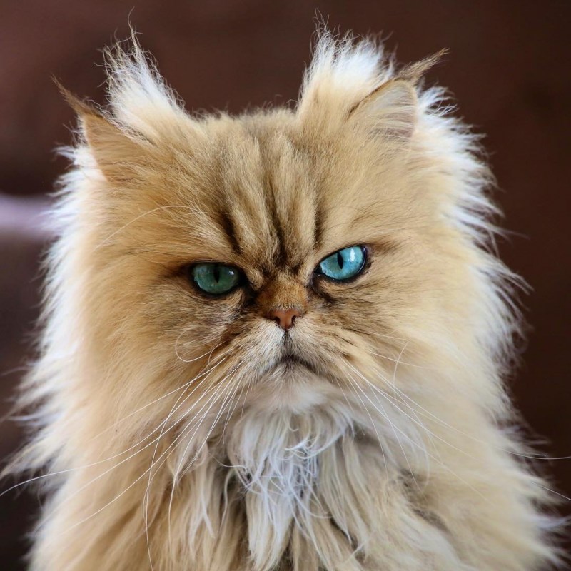 Смешной персидский кот