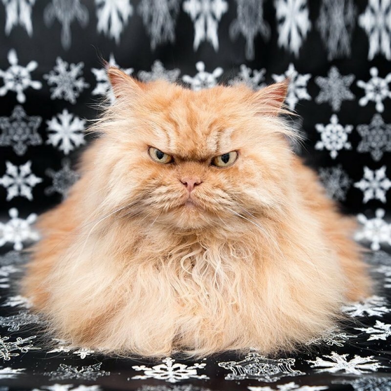 Недовольный кот
