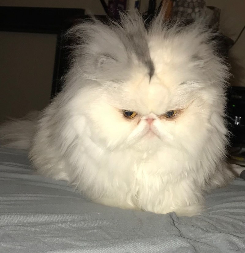 Персидская кошка смешная
