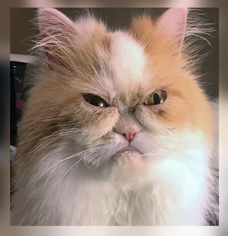 Недовольный персидский кот