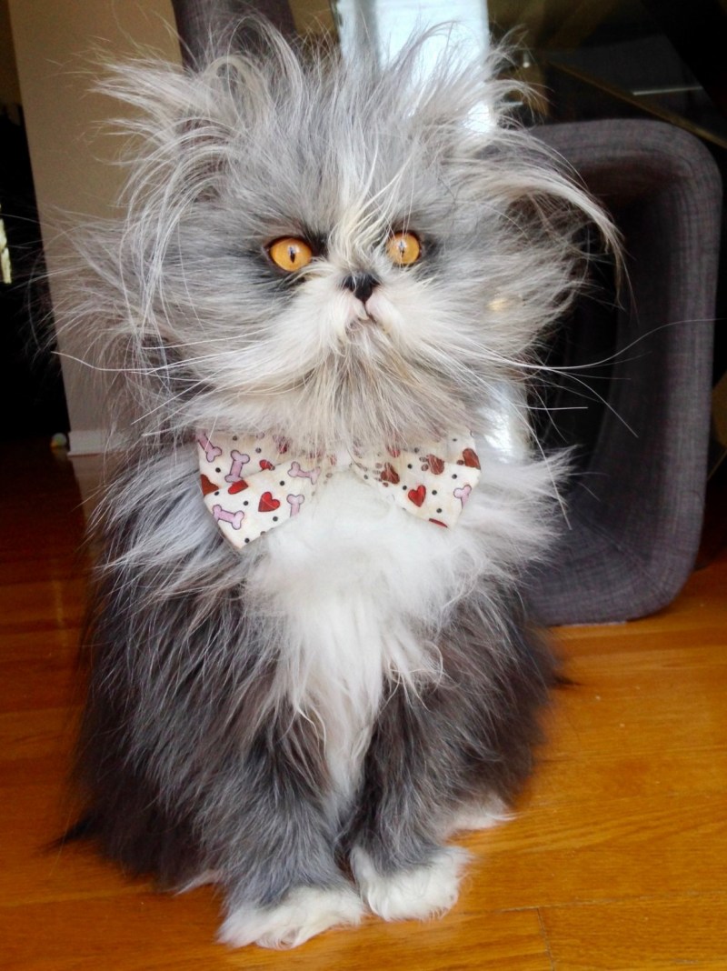 Лохматые коты