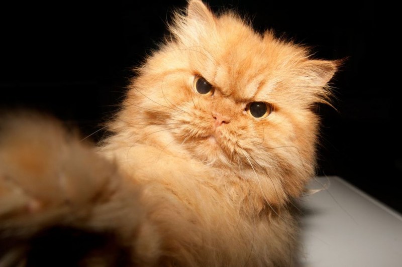 Недовольные коты