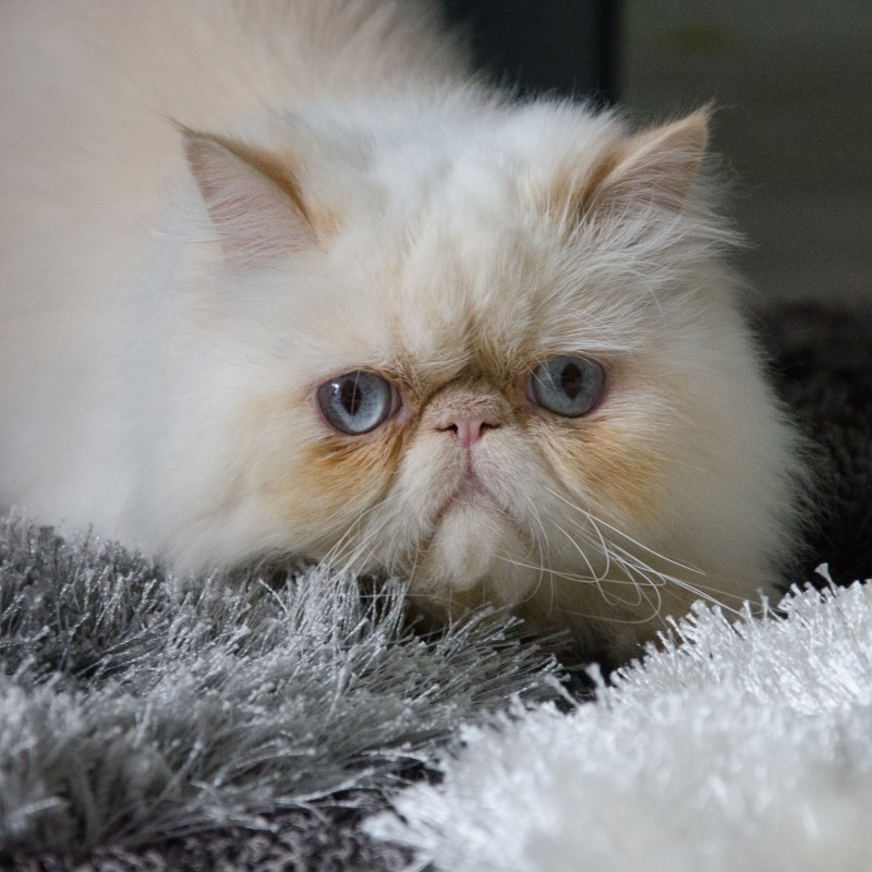 Недовольный кот