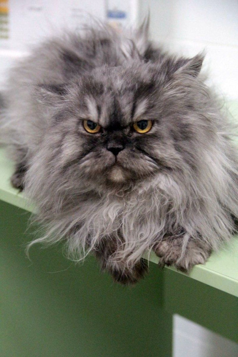 Недовольный персидский кот