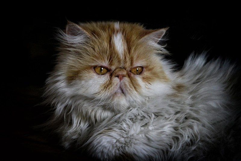 Грустный персидский кот