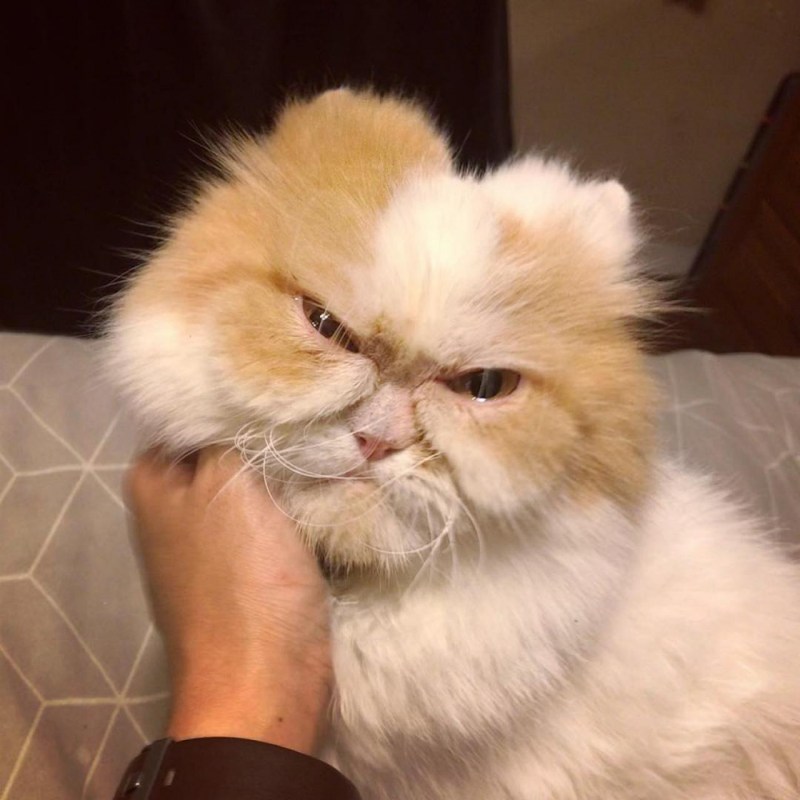 Самый сердитый кот в мире