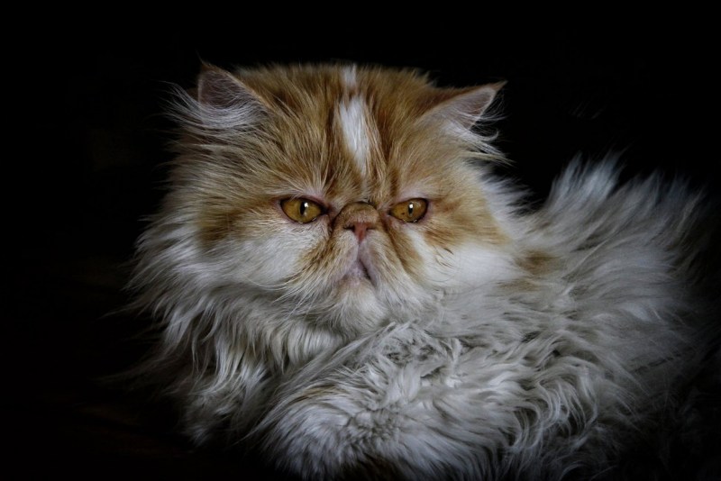 Персидский кот важно Мем