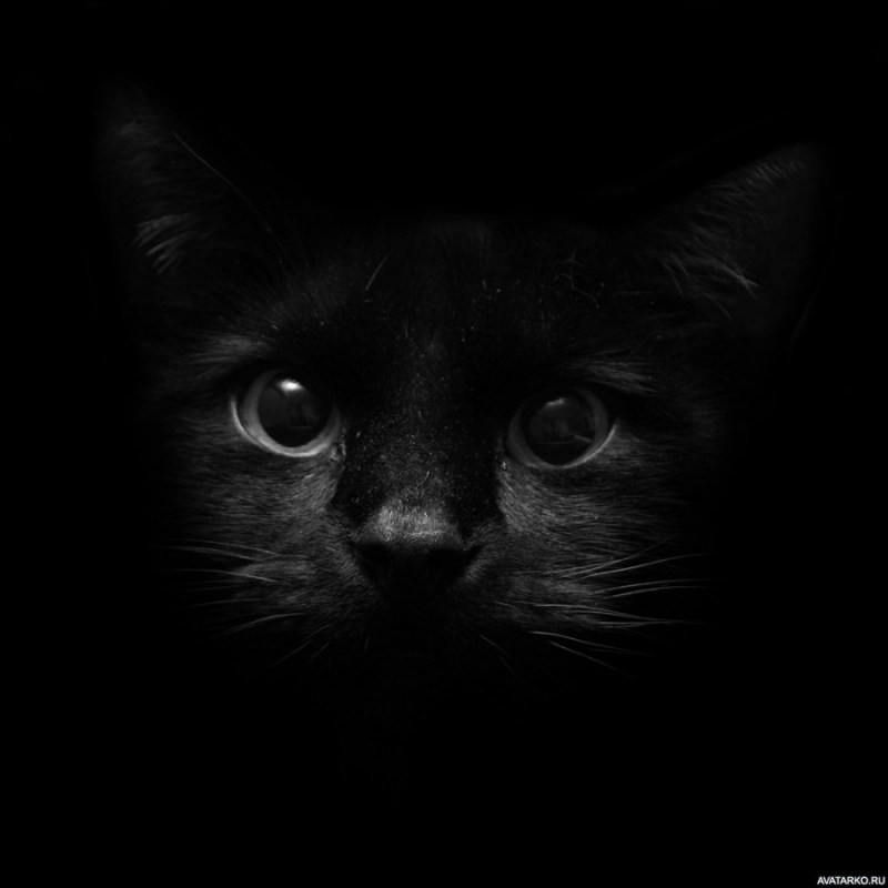 Морда черного кота