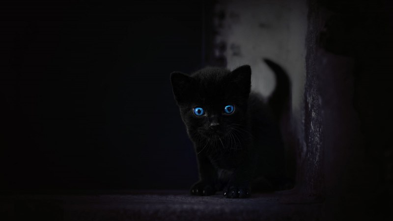 Черная кошка в темноте