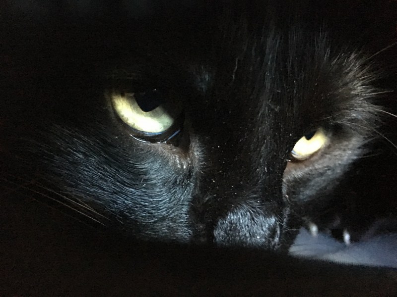 Красивая черная кошка