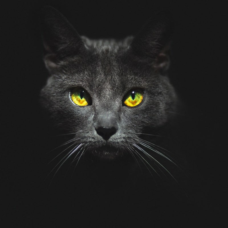 Черная кошка морда