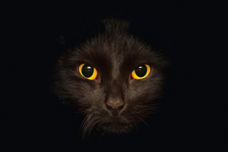 Глаза кошки