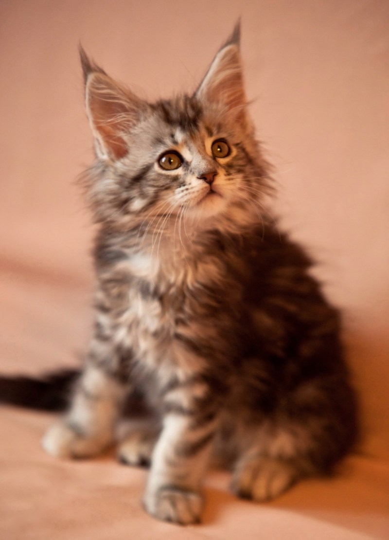 Котики Мейн кун котята