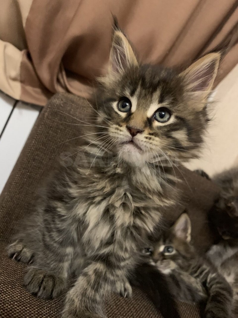 Котята Мейн кун