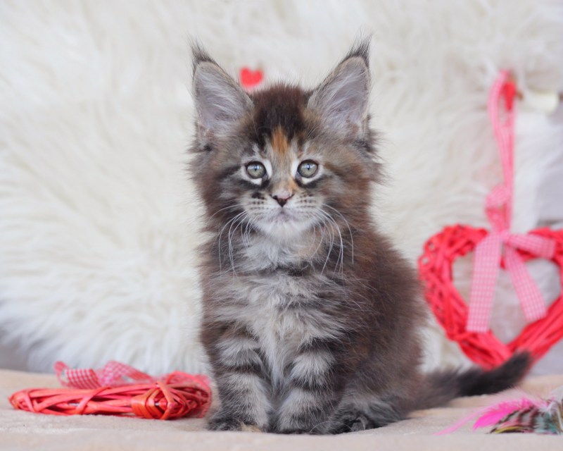Мейн кун рыжий котенок
