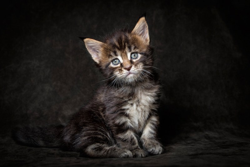 Котята Мейн кун
