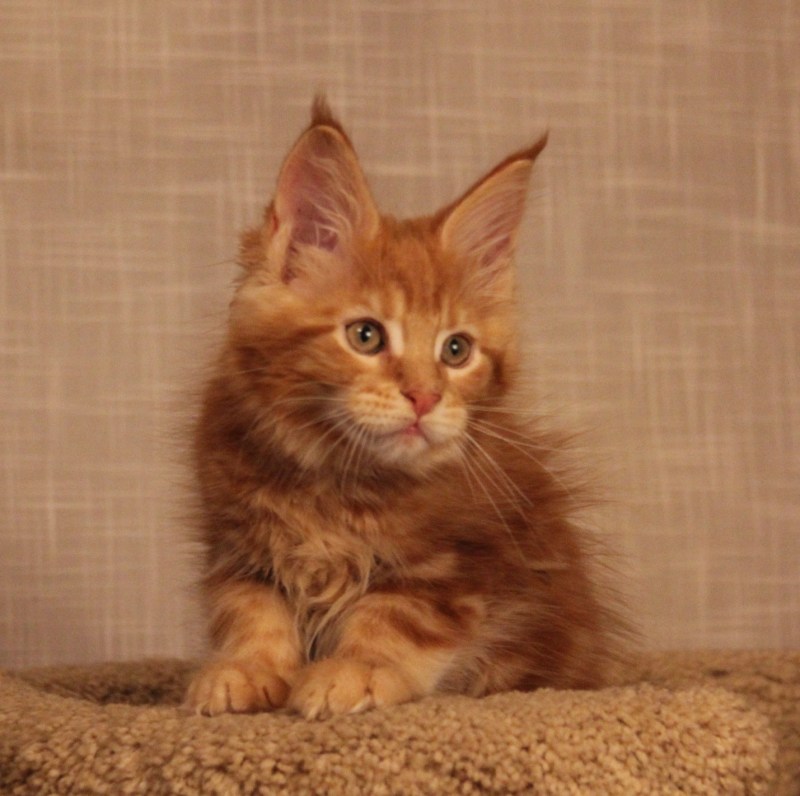 Мейн кун котята котята