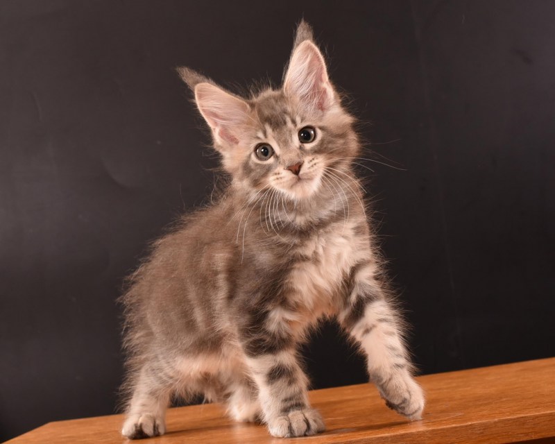Кот Мейн кун котенок