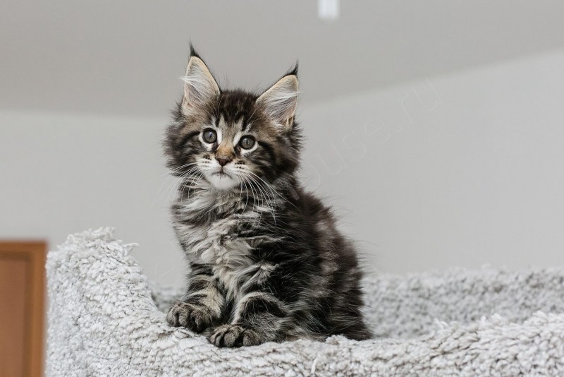 Мейн кун маленький котенок