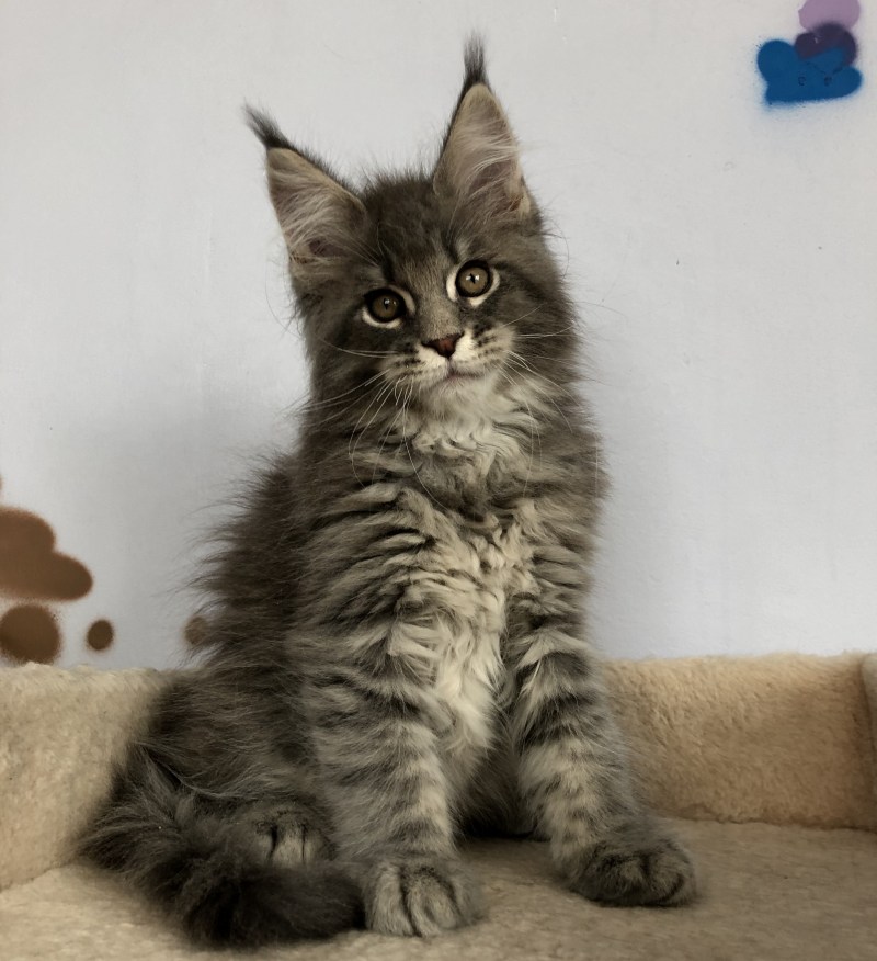 Котята Мейн куна