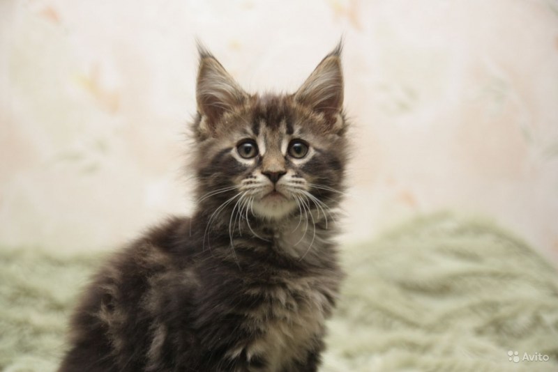 Коты Мейн кун котята
