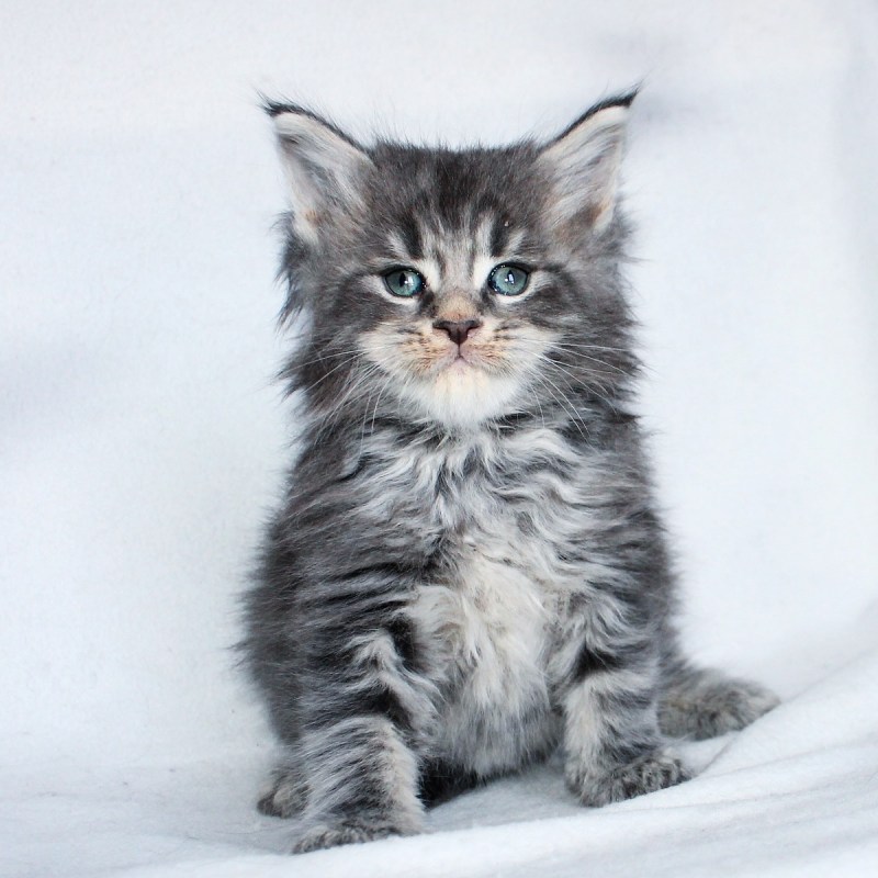 Котята Мейн кун
