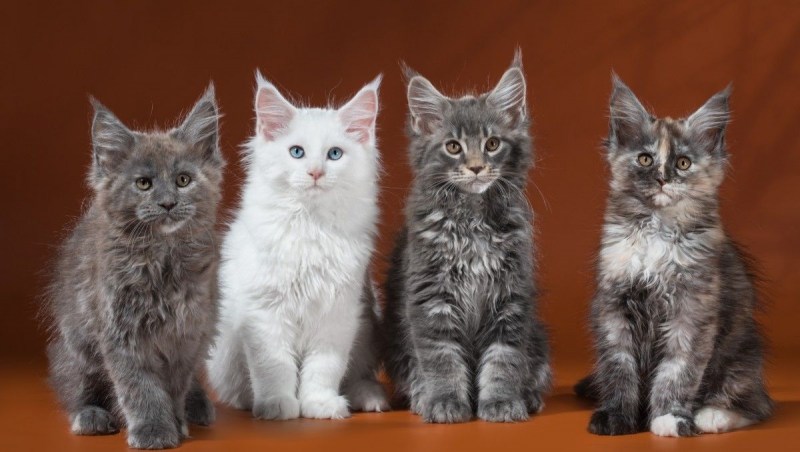 Котята Мейн кун