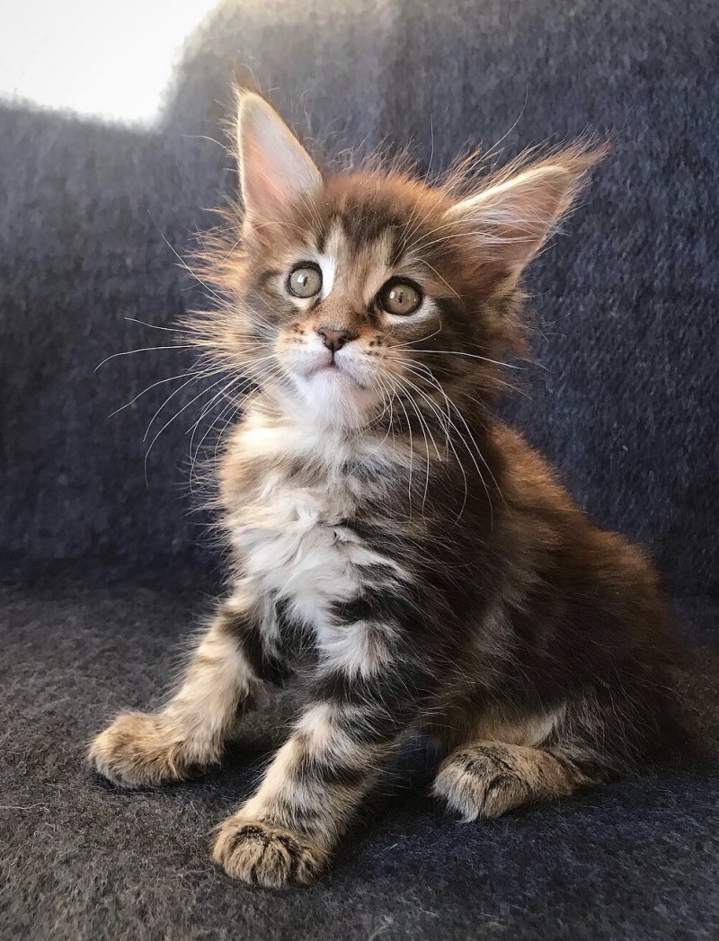 Котята Мейн кун