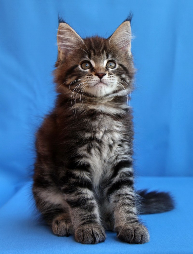 Маленькие котята Мейн куна