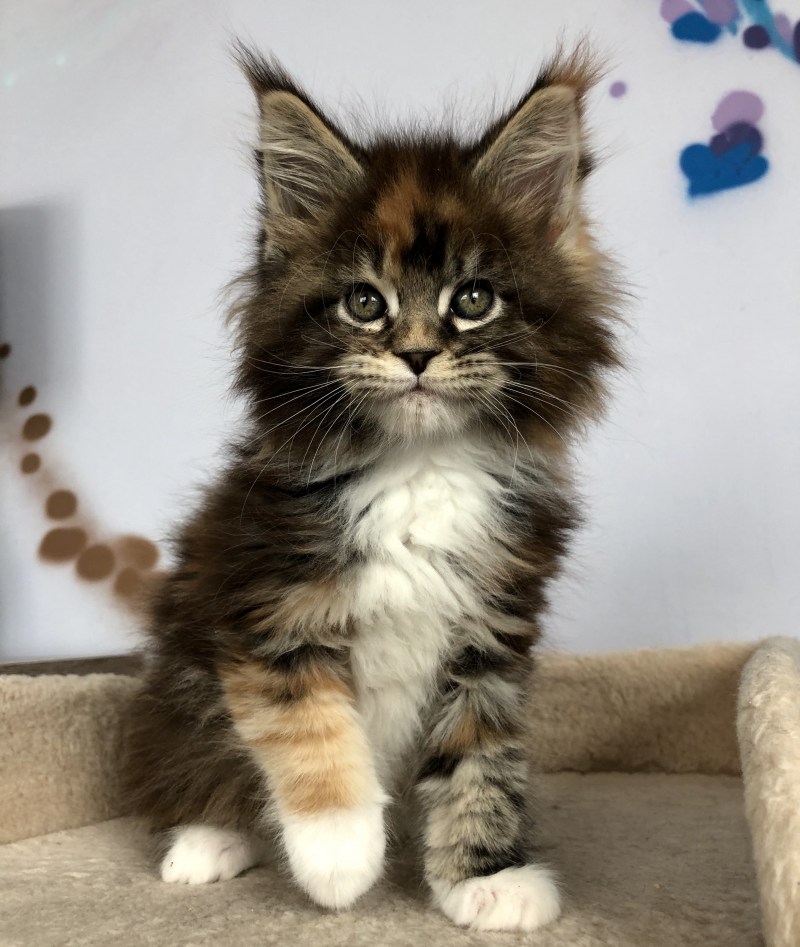 Котята Мейн кун белые
