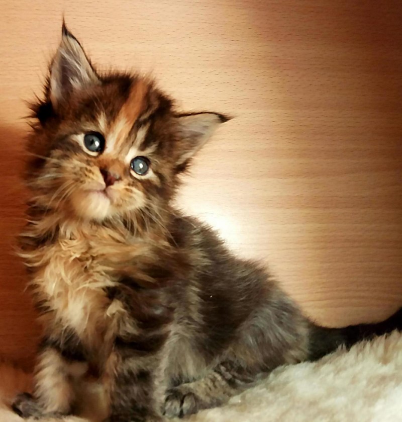Котята Мейн кун