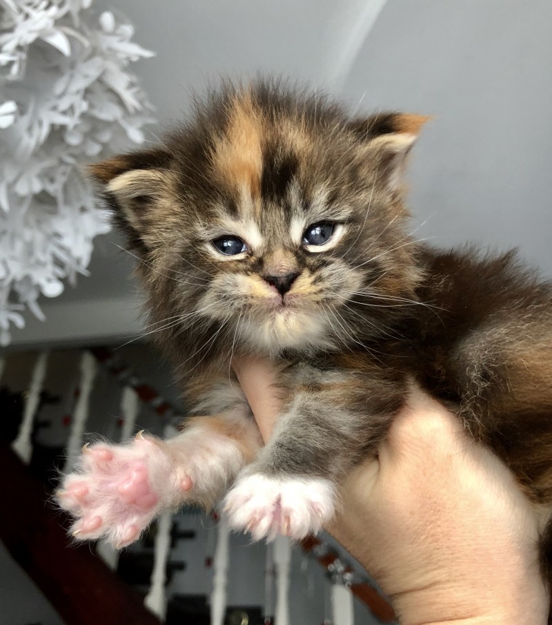 Котята Мейн куна