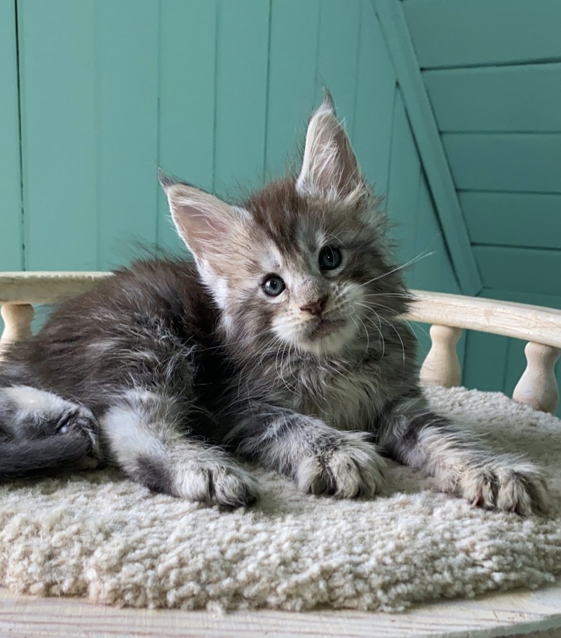 Кошки маленькие Мейн кун