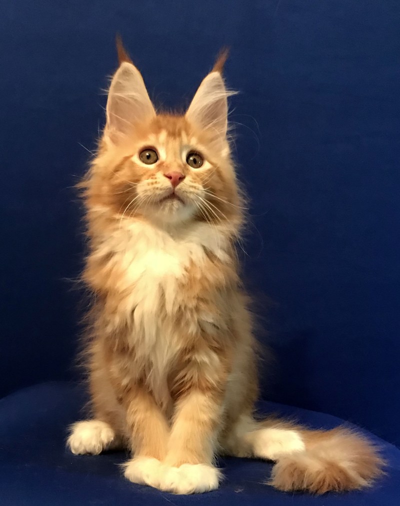 Коты Мейн куны котята