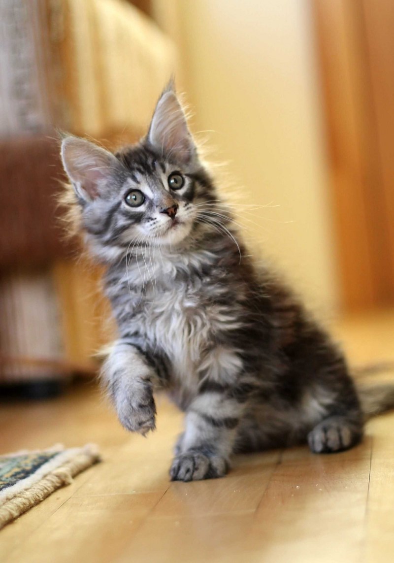Котята Мейн кун