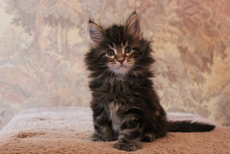 Маленькие котята Мейн куна