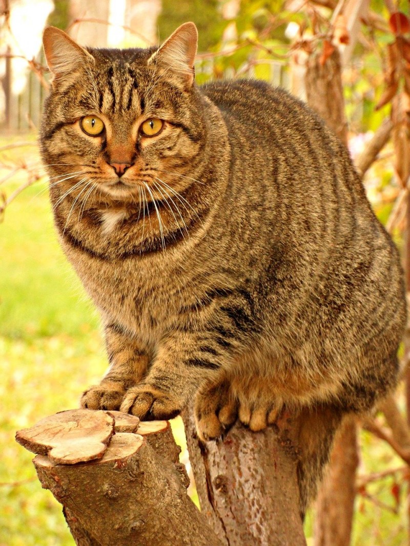 Европейская короткошерстная табби