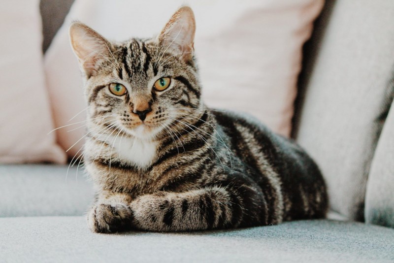 Tabby Cat порода