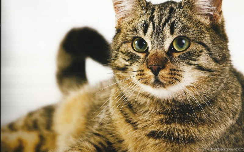 Коты табби