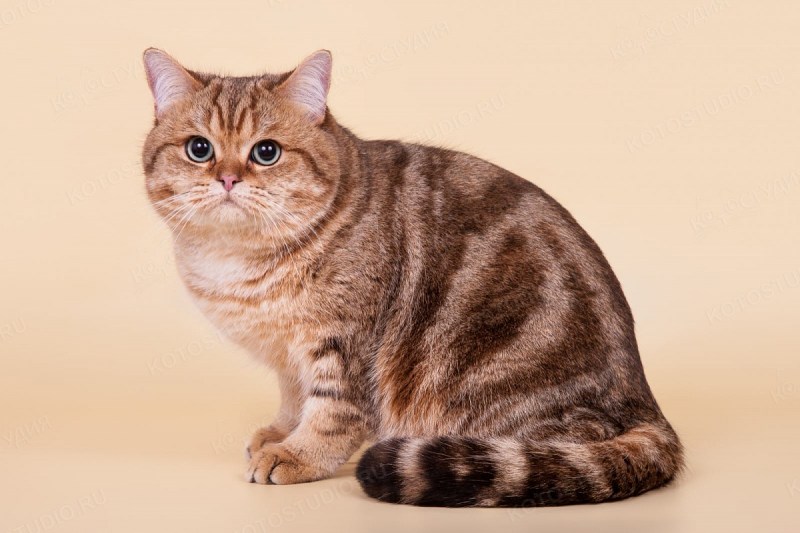 Британская короткошерстная табби