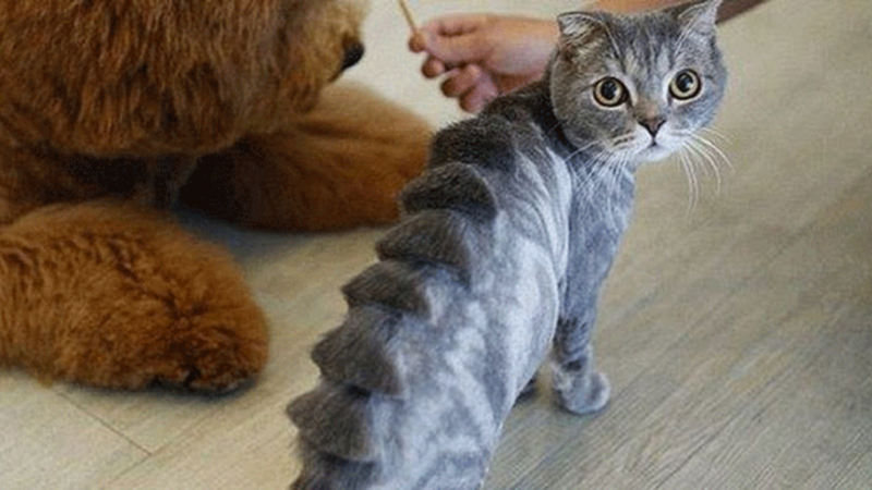 Стрижка кошек шотландских вислоухих