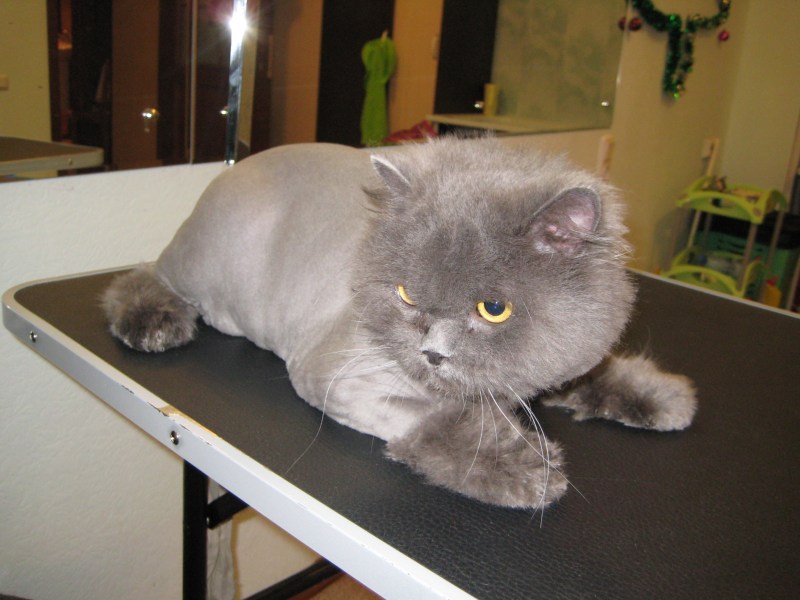 Стрижка кошек
