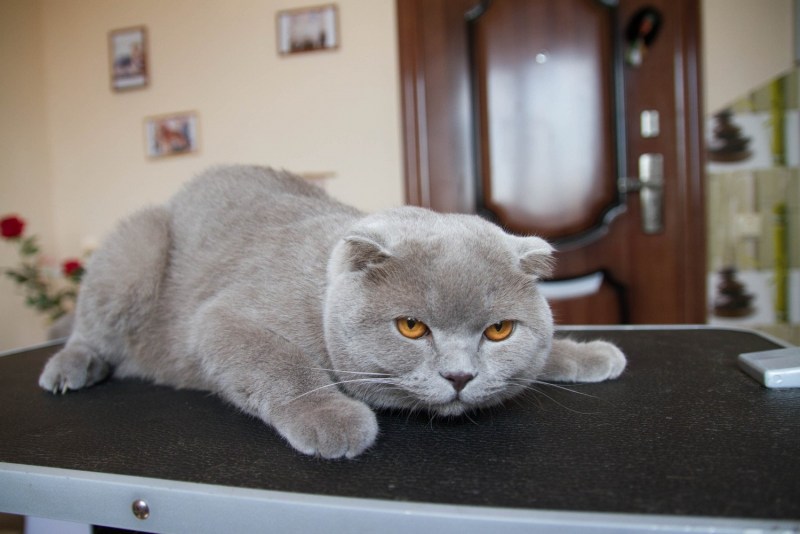 Стрижка кота британца