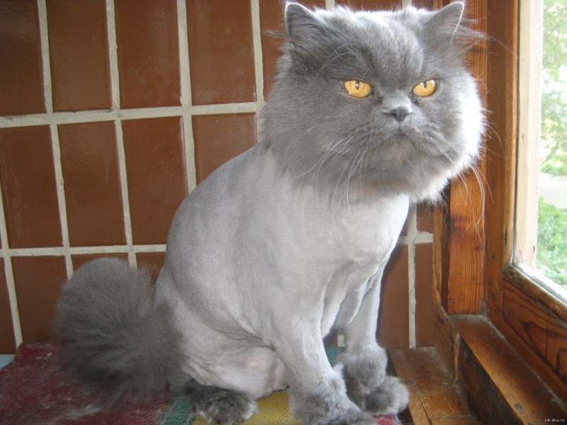 Подстриженные Шотландские вислоухие кошки