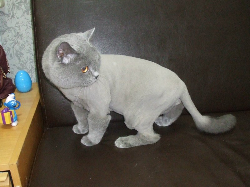 Стрижка персидских кошек