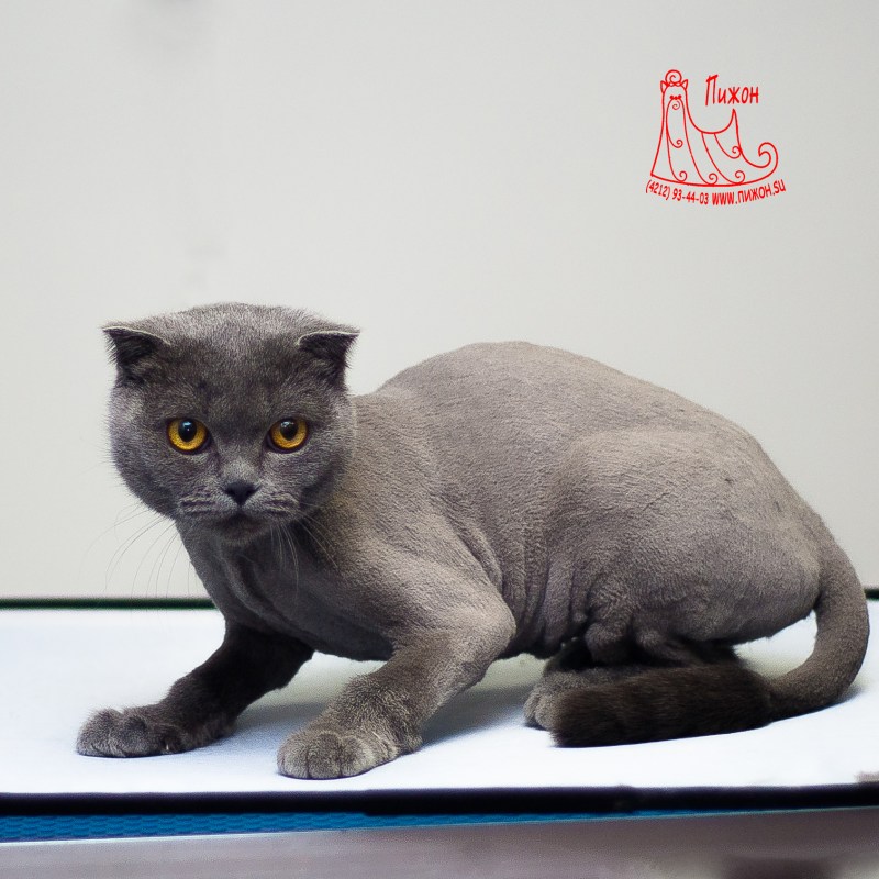 Стрижки котов британцев