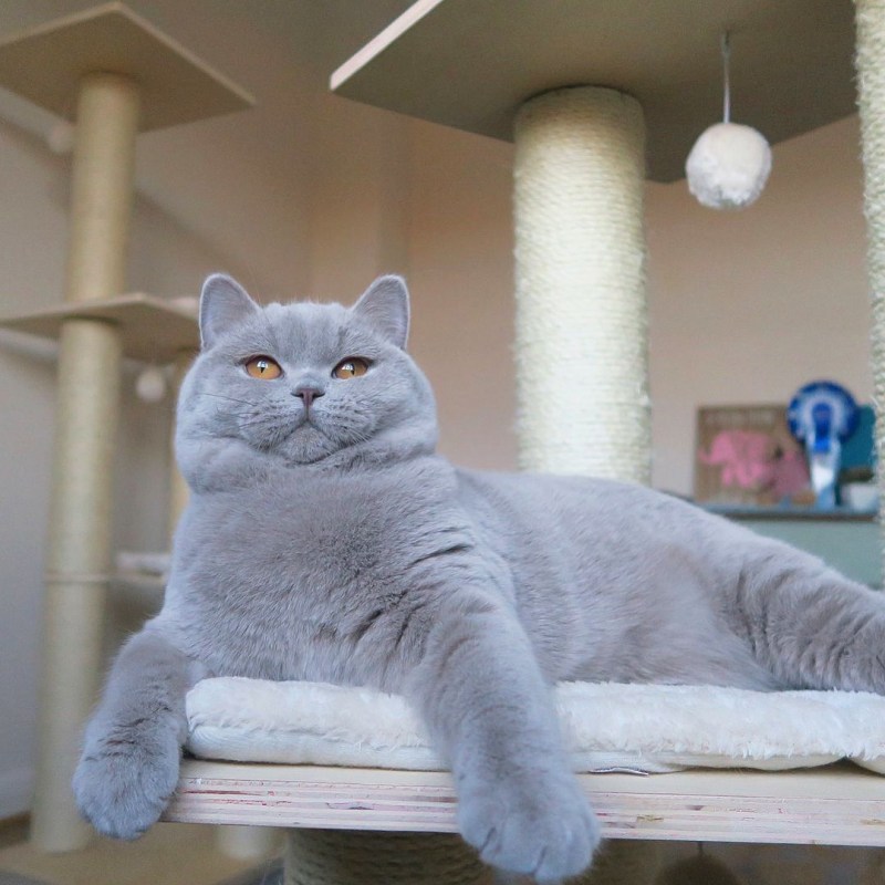 Стрижка кошек
